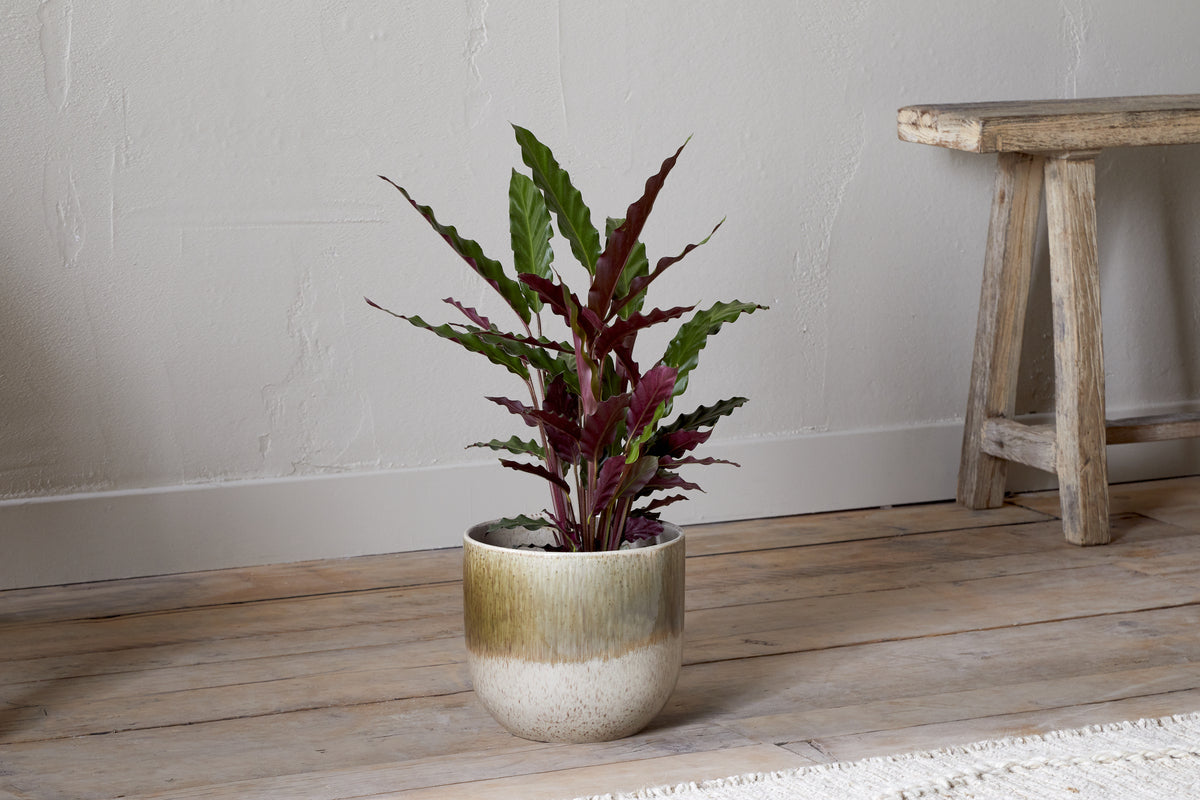 Nkuku Almeida Reactive Glaze Plant Pot Olive & Natural