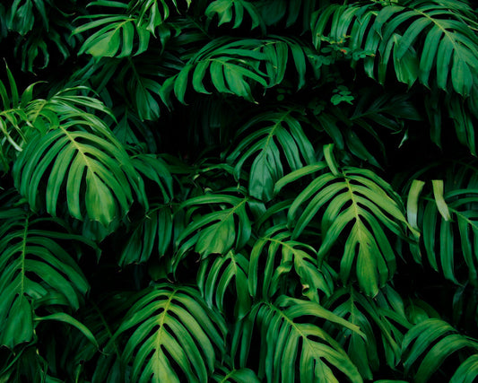 Origin Murals Rainforest Leaves Emerald 350cm X 280cm