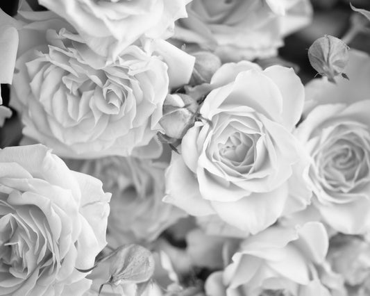 Origin Murals Petals Dove Grey 300cm X 240cm