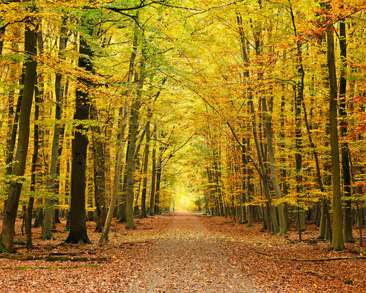 Origin Murals Autumn Forest Spice 350cm X 280cm