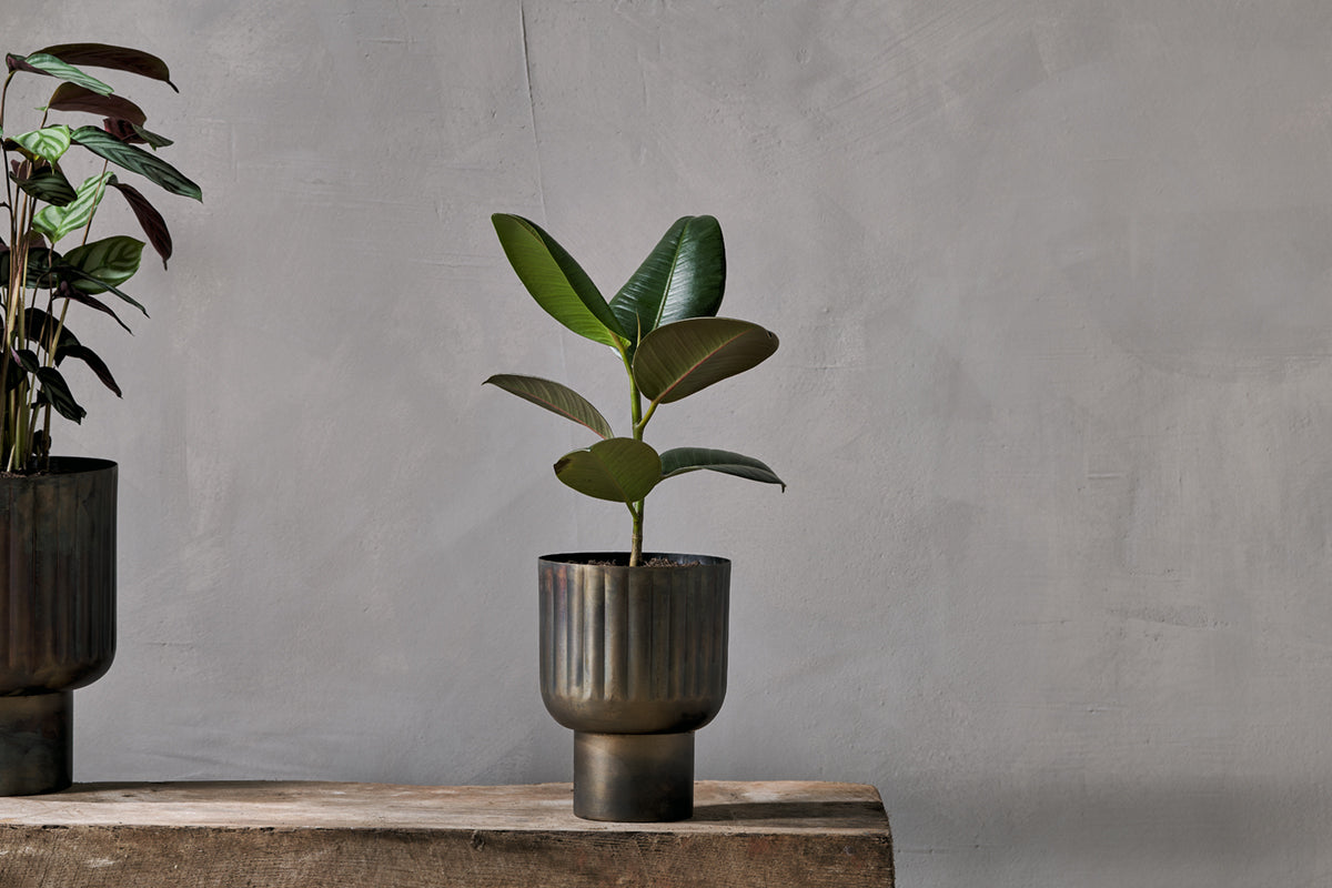 Nkuku Dasalla Planter Aged Brass