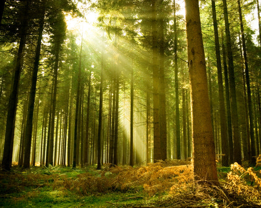 Origin Murals Spruce Forest Evergreen 300cm X 240cm
