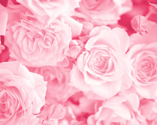 Origin Murals Petals Rose Pink 350cm X 280cm