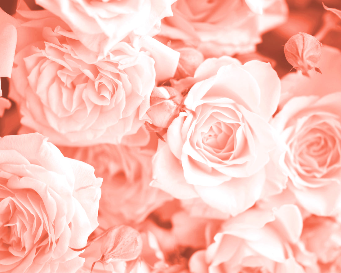 Origin Murals Petals Peach 350cm X 280cm