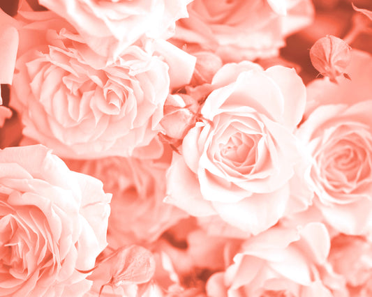 Origin Murals Petals Peach 350cm X 280cm